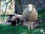 Hofanlage des Mhlenhofes - Ferienhof - Schafe mit Jungtieren auf der Weide