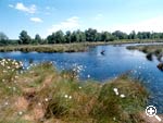 Region - Hochmmorflächen mit Wollgras, Sonnentau und vielen verschiedenen Vogelarten
